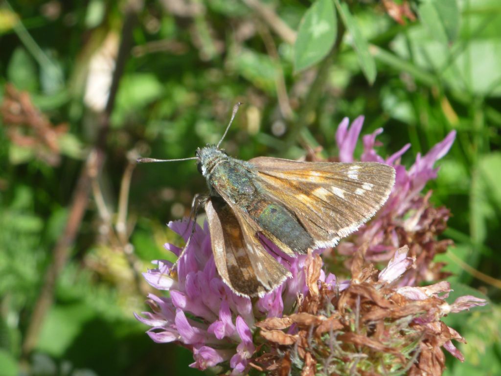 Hesperia comma?  S, femmina